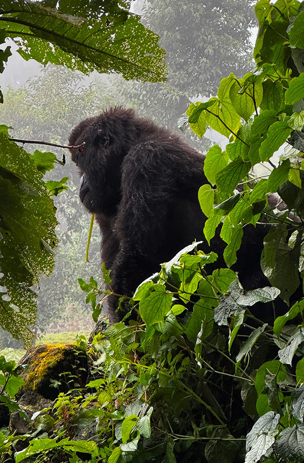 Gorilla encounter in Rwanda