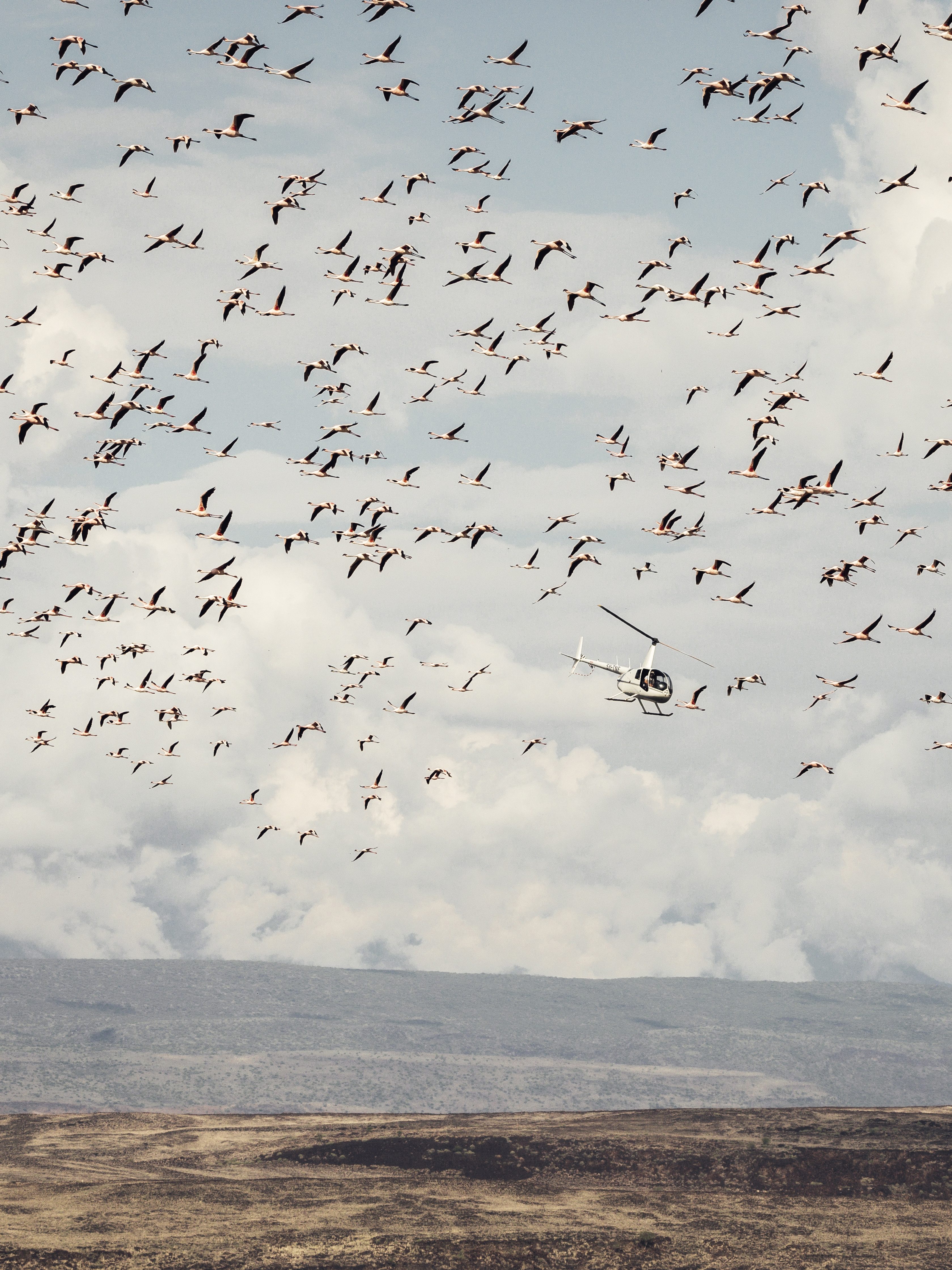 Wildlife and landscape in Kenya