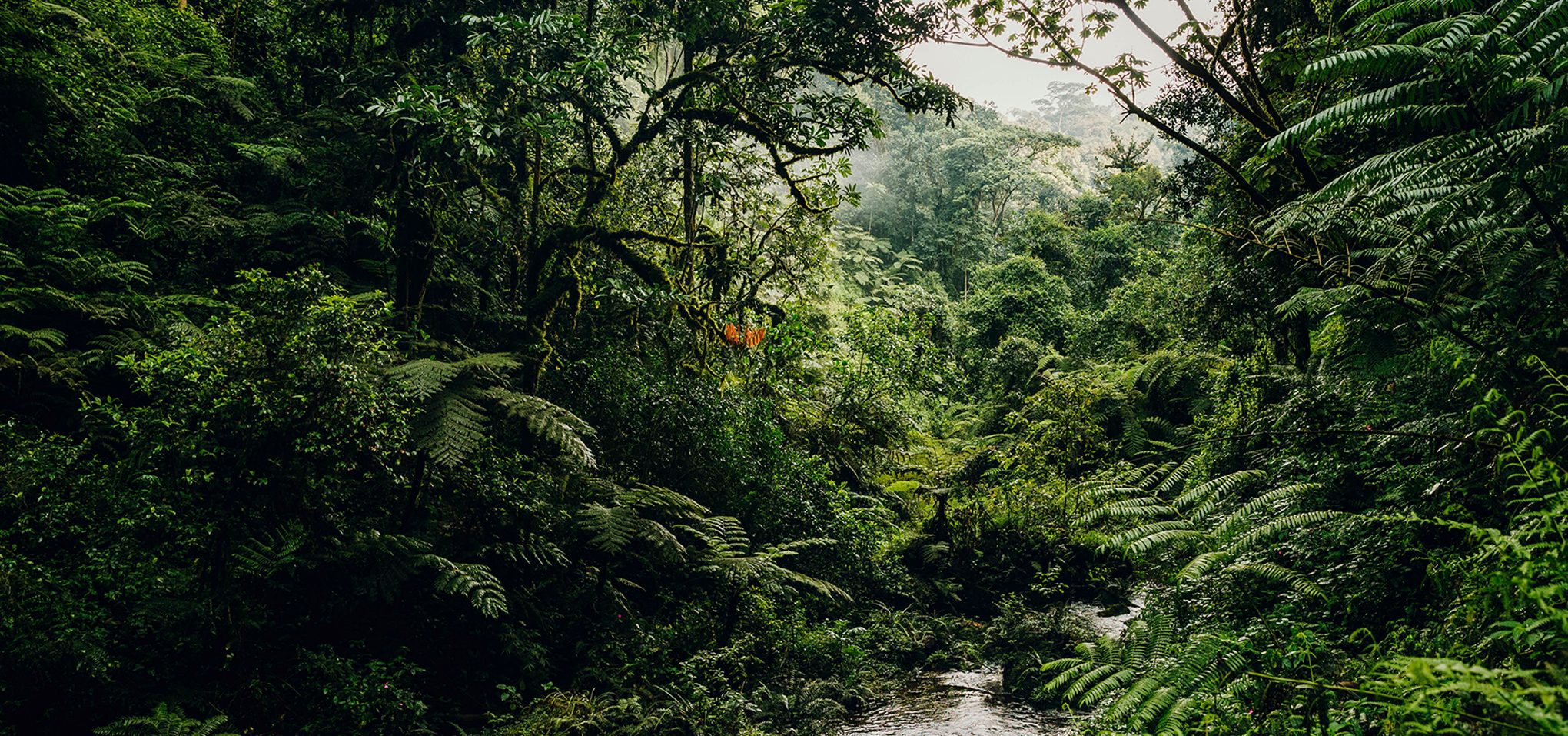 Waterfall trek in Rwanda