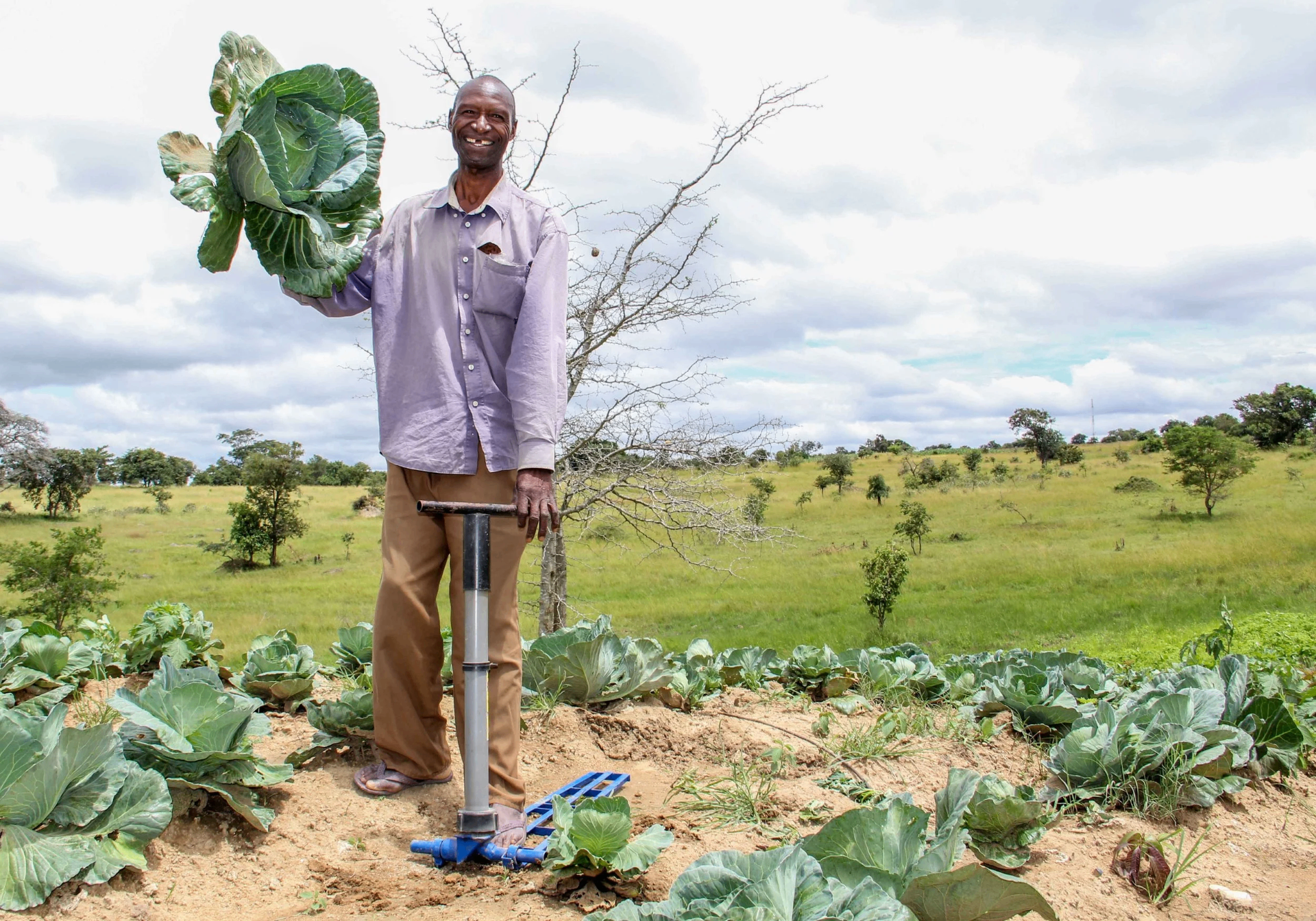 Farmer harvesting cabbage grown with a KickStart pump